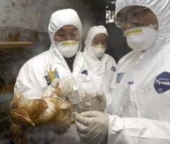 Experts say bird flu not a threat to humans