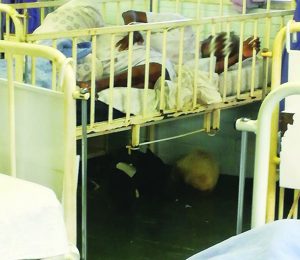 Hospital of horrors - More than 150 feral cats creep into patients’ beds at Vryheid Hospital