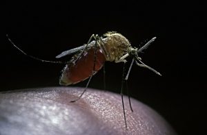 Suid-Afrikaners gewaarsku oor verhoogde malaria-risiko, veral in noordelike dele van die land