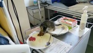 WATCH | Eastern Cape hospital overrun by cats - Intruders and spayed felines deployed to control rats, ‘eat patients’ food
